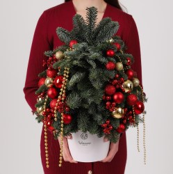 zhivaya elka iz datskoj pihty 1